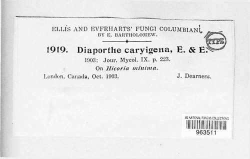 Diaporthe caryigena image